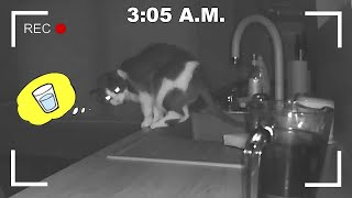 What Do Cats Do At Night? Part 3 (Water Seekers) by CatPusic 215,342 views 10 months ago 2 minutes, 27 seconds