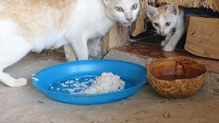 The Cat Cries Loudly To Get The Kitten Out Of The Room To Eat