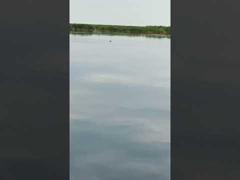 Утка #природасибири #природа