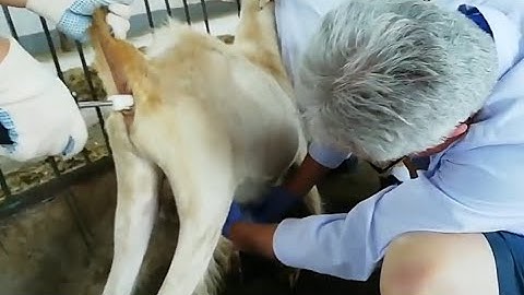 Veterinary Electric Semen Collector | Handheld