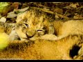 Lion Cubs Cuteness overload