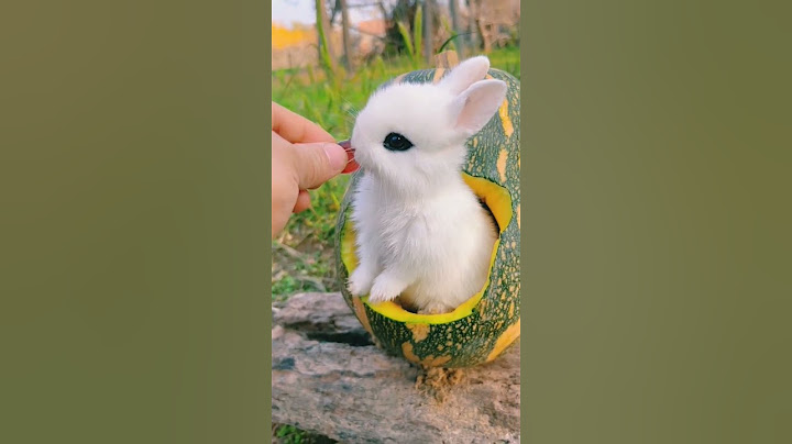 beautiful baby rabbit ever🐰🤗 - #rabbit #rabbits #babyrabbit #shorts #short #cuterabbit #beautiful