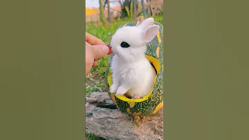 Beautiful Baby Rabbit Ever Rabbit Rabbits Babyrabbit Shorts Short Cuterabbit Beautiful 