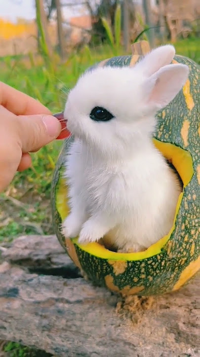 beautiful baby rabbit ever🐰🤗 - #rabbit #rabbits #babyrabbit #shorts #short #cuterabbit #beautiful