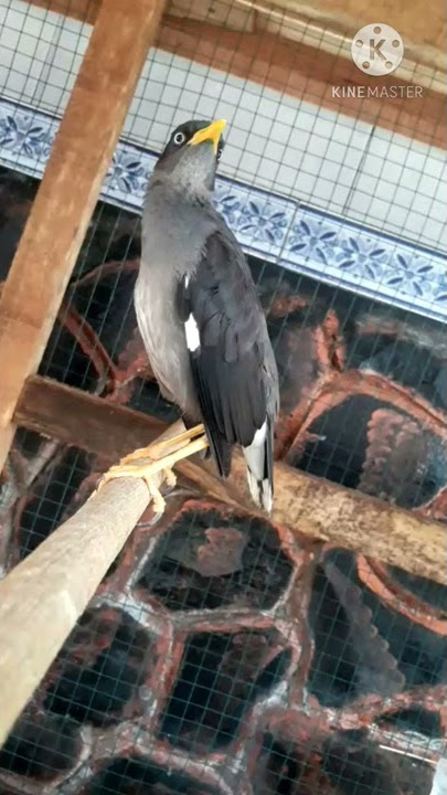 JALAK MATA PUTIH BETINA (GACOR)