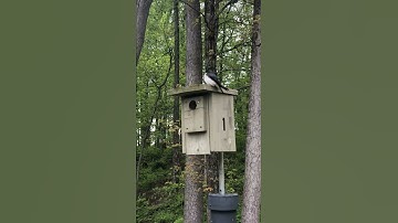 Tree Swallows!