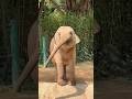 かわいい子象 #動物