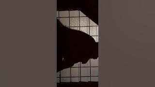 Nova - whitley instrumental tiktok version