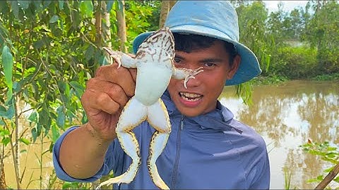 Câu Ếch Đồng Mùa Lũ Nhiều Như Ếch Nuôi | Xinh Cá Miền Tây