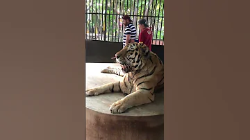 Tiger Attack Thailand 