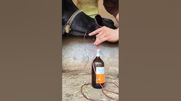 easiest and fastest way of intravenous cannula in jugular vein of a cow#cattle IV setting