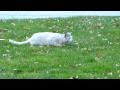 Cat chases squirrel up a tree.