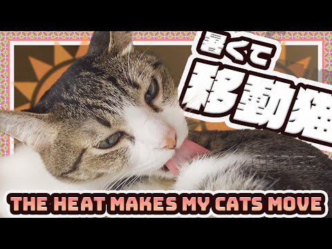 暑くて移動する猫