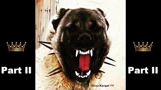 Turkish Lions  Part II - Türk Aslanları  Bölüm II by Sivas Kangal TV 13,066 views 2 years ago 4 minutes, 40 seconds