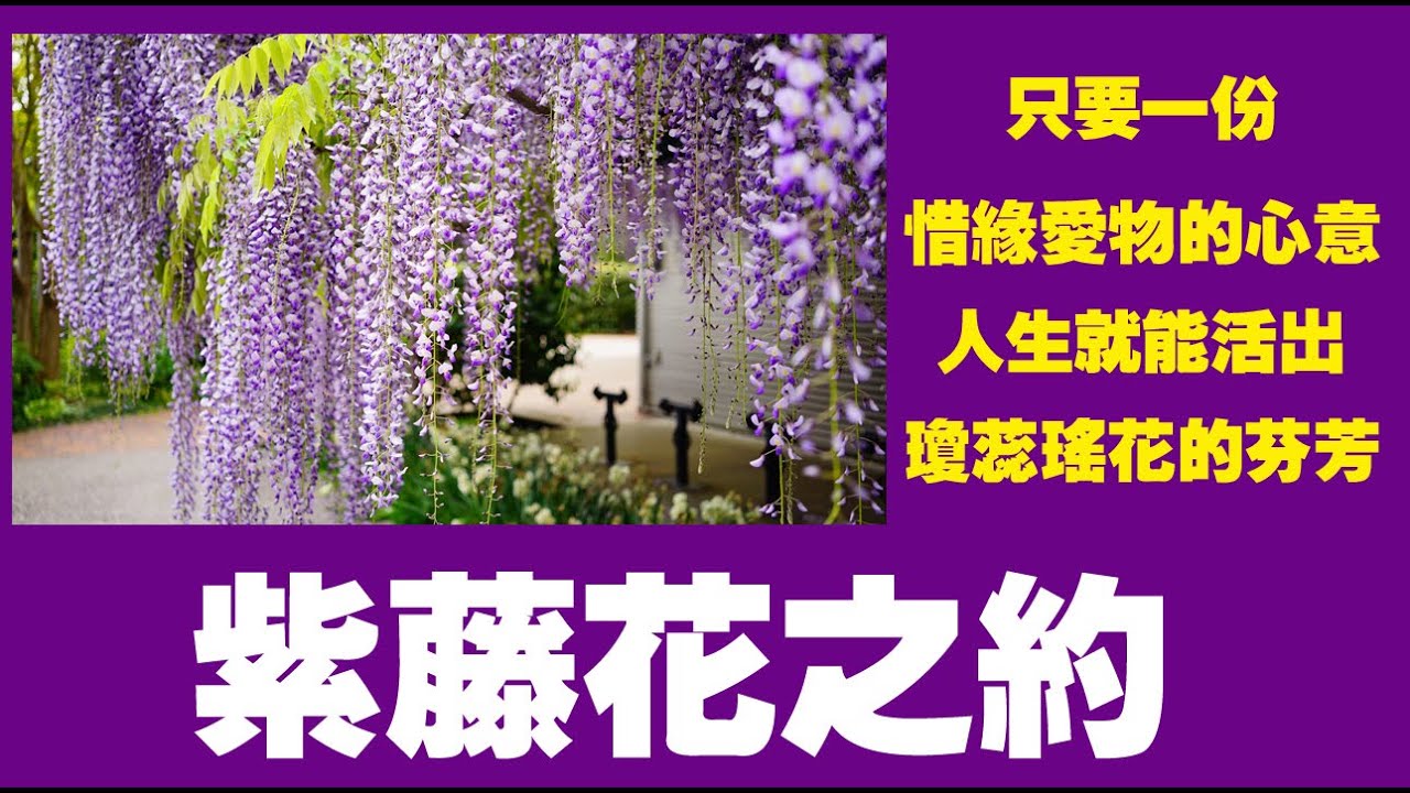 聽書閣 紫藤花之約 作者 蓬丹 Youtube 聽書閣 紫藤花之約 作者 蓬丹 Youtube