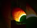 You Won’t Believe What’s Moving Inside This Egg!