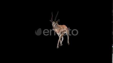 Gazelle Walk Fast Front View | Motion Graphics - Envato elements