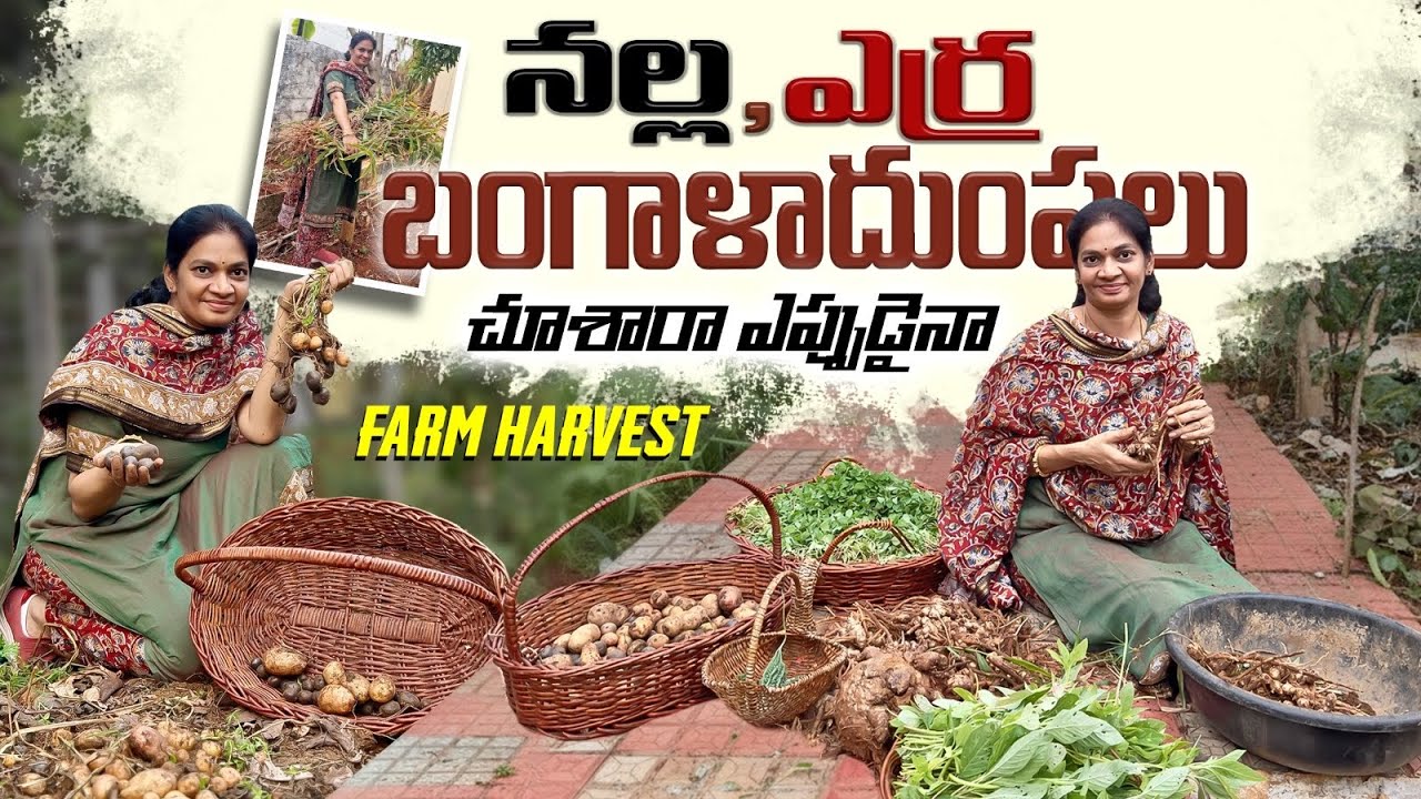 Farm Harvest/ 2 నెలల్లో తయారైన బంగాళాదుంపలు / ఈ నాటు అల్లం ఘాటు మామూలు దానికి ఉండదు @MADGARDENER 