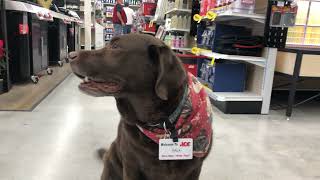 Dog hired as staff | This dog is a customer service sweetheart #dog #pets #doglover dog works 狗被聘為員工