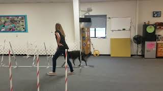 Silken Windhound Agility Beginner by wildmeadow_windhounds 845 views 5 years ago 58 seconds