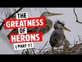 Episode 12: The Greatness of Herons Part 7