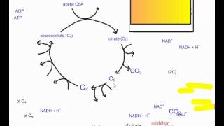 Cellular Respiration Part 4   The Krebs Cycle IB Biology