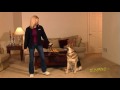 How to Train Your Dog to Stay on Command For Dummies How to Train Your Dog to Stay on Command For Dummies