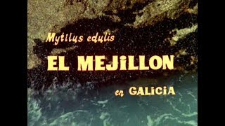 Mytilus edulis El mejillón en Galicia. 1970