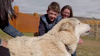 Self Guided Walk at the Yamnuska Wolfdog Sanctuary