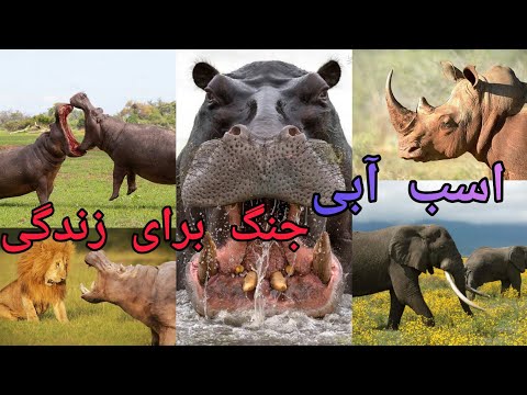 تصویری: آیا اسب آبی ها زندگی می کردند؟