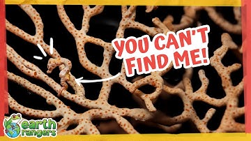 Find More Masters Of Camouflage — 5 Hidden Animal Challenge! 👀 | Earth Rangers