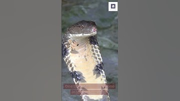 Cape Cobra Snake on a plane