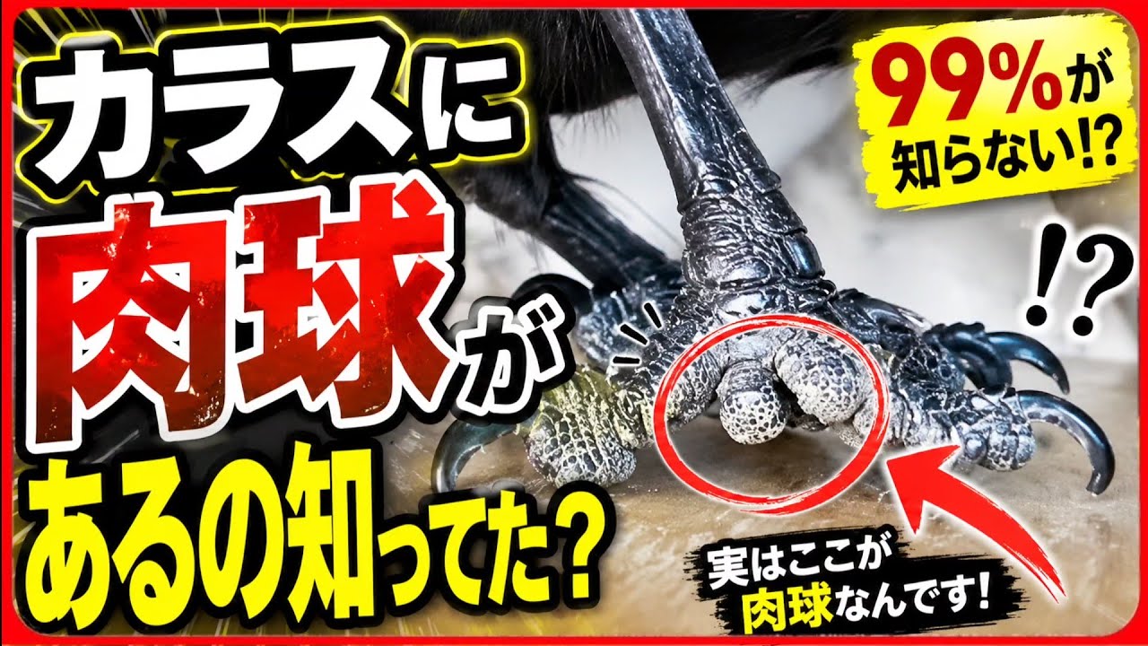 【カラスに肉球が？】知られざるカラスの脚の秘密をご存知であろうか？20260614、カラス＆四つ足クインテット（仮）