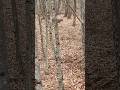 2026 should be a really good year for these bucks! #nature #outdoors #hunting