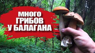 Ушли в лес на 6 дней в балаган на озере