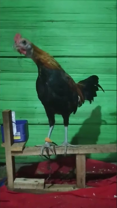ayam hutan belajar kokok