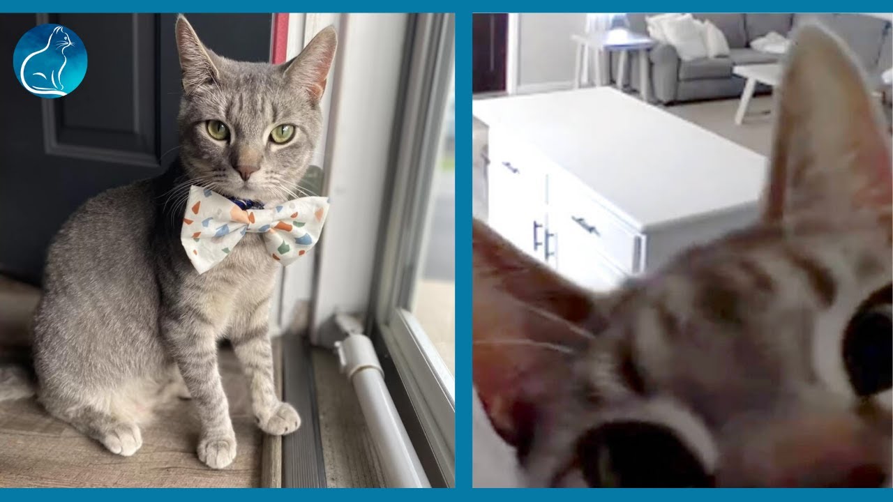 Cat Left Home Alone Suddenly Realizes He's Being Watched YouTube