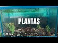 PLANTAS para los ACUARIOS