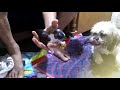 Lhasa apso puppies delivery の動画、YouTube動画。
