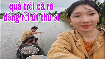 Giăng Lưới Cá Rô Đồng Trên Ruộng Khi Mùa Nước Lũ Về # SĂN BẮT ĐỒNG THÁP #