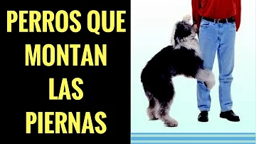 ¿Por qué los perros pasan por debajo de las piernas de sus dueños?