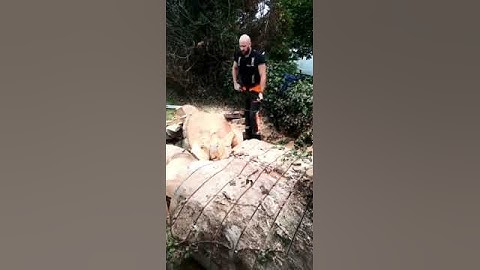 Axe. Splitting eucalyptus