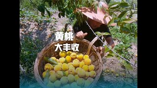 Download Lagu 摘黄桃地栽5年的黄桃大丰收,吃不完树都压弯了,随便一摘一背篓!惊喜 MP3 Download Lagu 摘黄桃地栽5年的黄桃大丰收,吃不完树都压弯了,随便一摘一背篓!惊喜 MP3