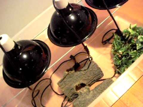 Reptile Supplies For Sale - YouTube