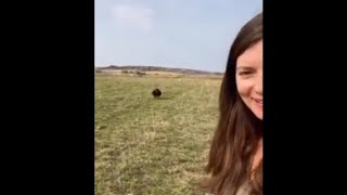 Brown Sheep Running Excitingly At A Woman For A Warm Welcome