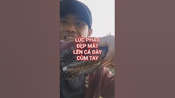 Câu cá rô đồng dính cá DÀY bự chà bá.