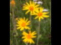 Arnica montana 1