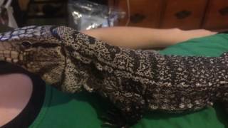 Update On My Argentine Black And White Tegu!!