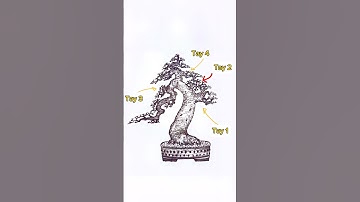 Hướng dẫn tạo dáng cây dáng trực lắc có cành rơi nghệ thuật