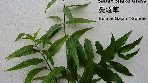 Cây bìm bịp - bỗng chốc nổi tiếng nhờ tác dụng chữa ung thư?